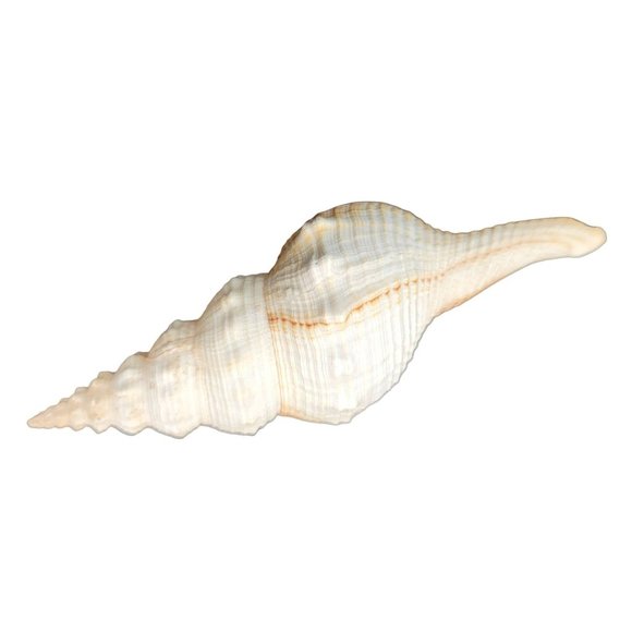 Seashell Spindle Shell Striped Cream White Hemifusus Ternatanuus 6" Long PR - Picture 4 of 5